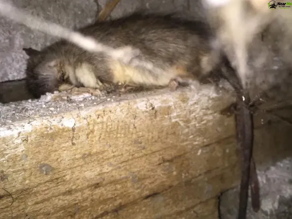 Dead Rat Removal Mount Glorious
